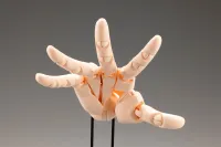 KOTOBUKIYA ARTIST SUPPORT ITEM HAND MODEL/R -PALE ORANGE- - Art & Display - photo 8