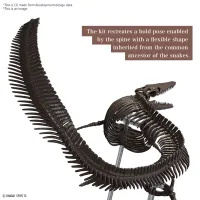 BANDAI HOBBY 1/32 Imaginary Skeleton Mosasaurus - PLANNOSAURUS - photo 5