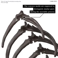 BANDAI HOBBY 1/32 Imaginary Skeleton Mosasaurus - PLANNOSAURUS - photo 6