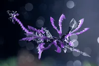 KOTOBUKIYA XenoAlma Tidal Orketos - ARCANADEA - photo 8