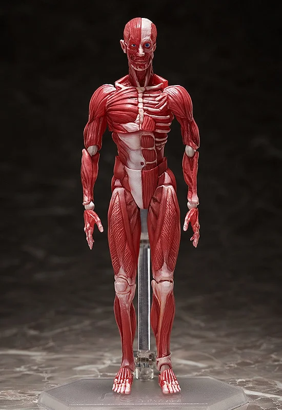 [GoodSmile] figma Human Anatomical Model
